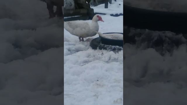 Мои мускусы тяжелой линии смотреть онлайн