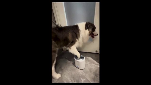 мойка для лап смотреть онлайн