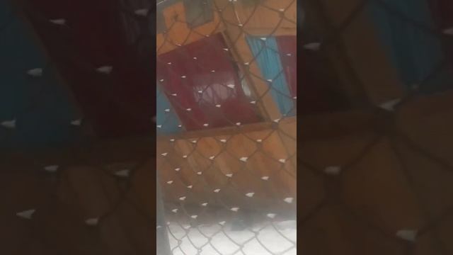 Щенки самостоятельно пьют молоко смотреть онлайн