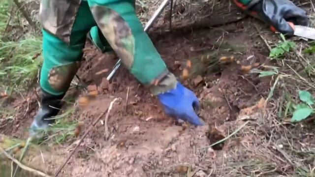 ASIAN HORNET NEST REMOVAL,VESPA MANDARINIA,AMAZING MURDER HORNET ,GROUND WASP NEST,YELLOW JACKETS смотреть онлайн