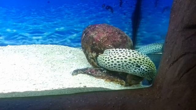 Рыбка как змея смотреть онлайн