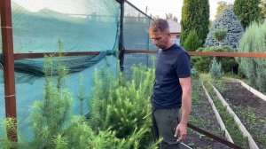 Лиственница сибирская Обзор интернет-магазина питомника "Хвойный дворик"