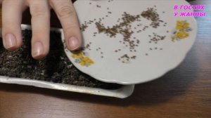 Посадка семян киви в домашних условиях. Planting kiwi seeds at home.