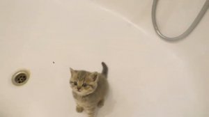 Котенок не хочет купаться и громко мяукает #18