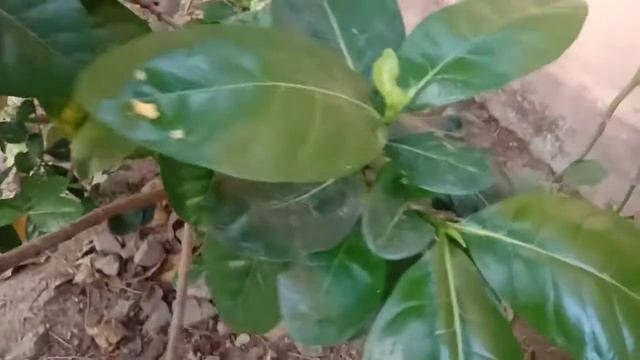 Gardenia Jasminoides- Flower Of Purity And Gentleness-தூய்மையின் அடையாளம்