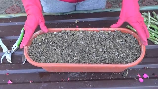 Герань(пеларгония). Осенняя обрезка, Посадка, Черенкование. Как сохраняю герань до весны(часть1) смотреть онлайн