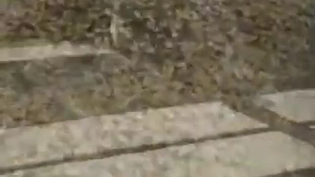 ECHO SNOWMOBILE TRAILERS 1-800-611-4379 смотреть онлайн