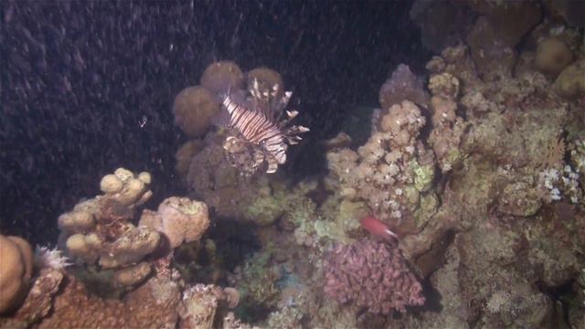 Крылатки - Lionfish смотреть онлайн