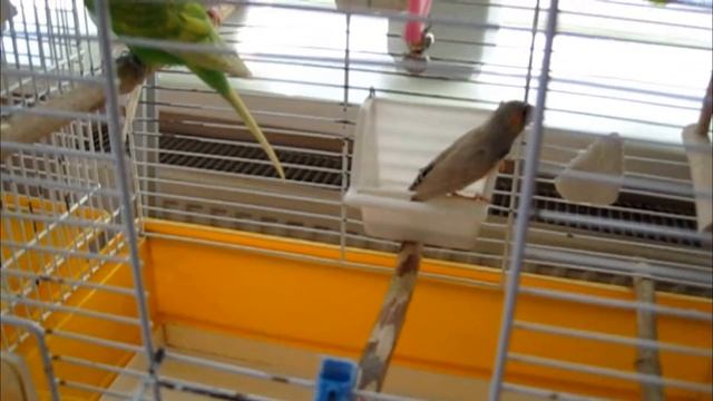 Амадинчик отправился путешествовать. Зебровые амадины. Zebra Finch travels. смотреть онлайн