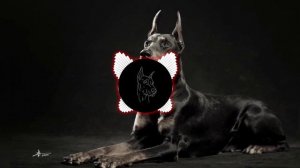 Agape, ZippO, RUNA - Доберман 2023