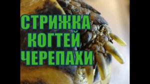 Коррекция когтей среднеазиатской черепахи. Стрижка когтей