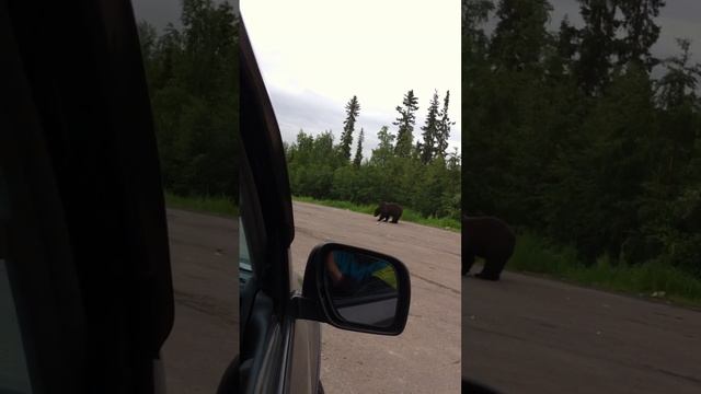 Мужик кормит медведя хлебом на трассе смотреть онлайн