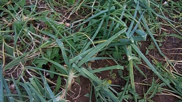 Лук-шалот. Последствия урагана с градом