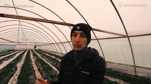 Самый выгодный сорт клубники. И это не Кабрилло. Правда о современных сортах.