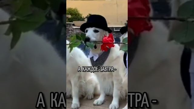 Пусть сегодня будет самый лучший день