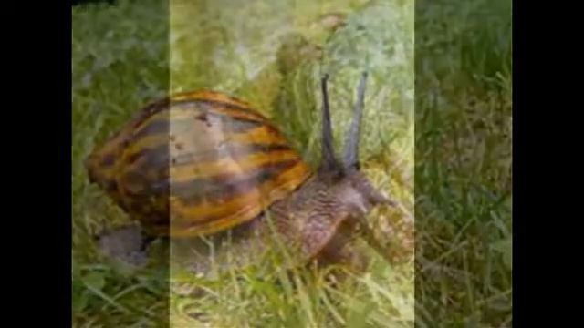 трелер канала ахатина Go