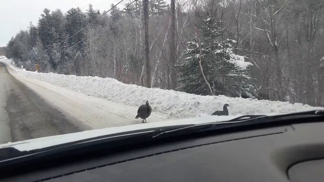 Wild Turkeys in Boiestown NB Canada смотреть онлайн