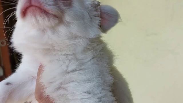 #влог #питомник жизнь как есть #чихуахуа Кастропуло Крым  продажа щенков +79787458062 Viber WhatsAp