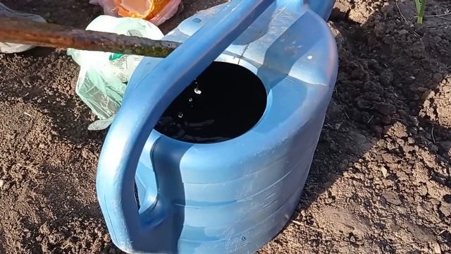 Жалею что я раньше не кормила так чеснок. Срочная первая подкормка чеснока, головка будет с кулак смотреть онлайн