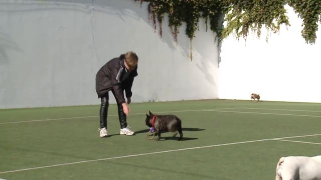 Французские бульдоги смотреть онлайн