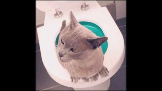 кошка стала гадить мимо лотка смотреть онлайн