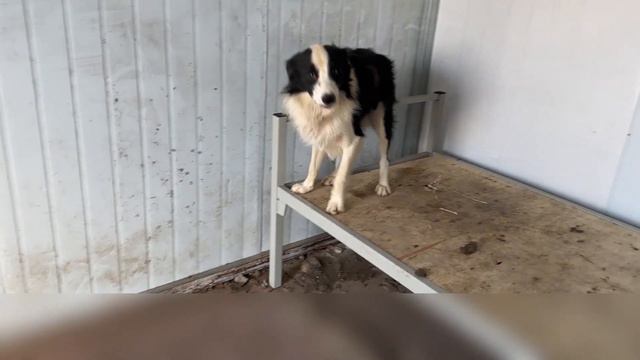 A tied-up Border Collie & Golden Retriever narrowly escaped being served on table. смотреть онлайн