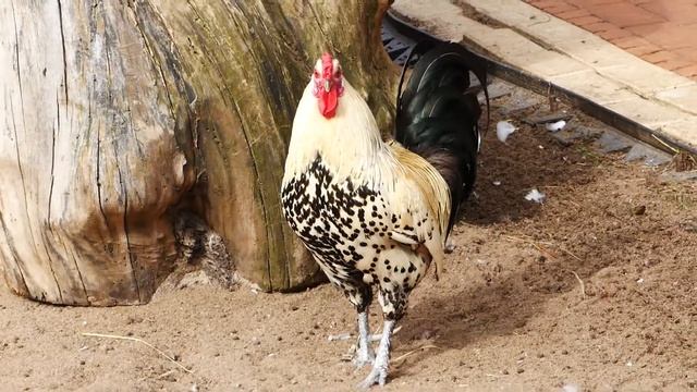 Петух в зоопарке смотреть онлайн