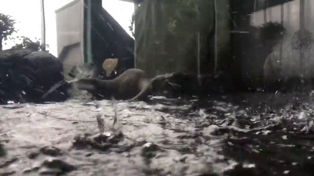 Aquarium Adventures In Scotland + Shetland Ponies! смотреть онлайн