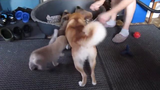 Щенки сиба ину (1 мес.) впервые встретились с пылесосом и осваивают лежак смотреть онлайн