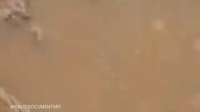 Hippopotamus, Crocodile -  Animal Planet Nature Documentar !!