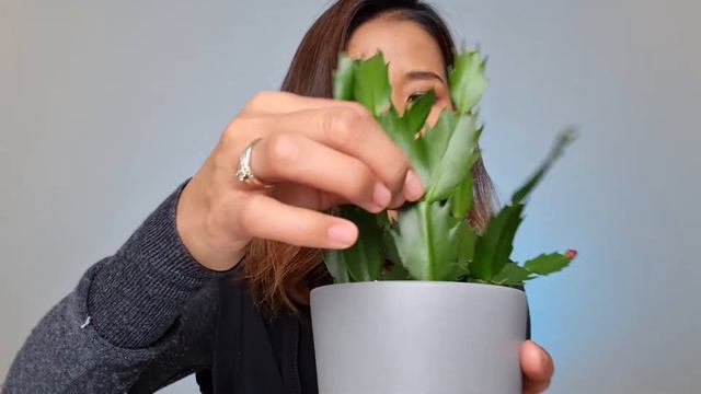 Christmas Cactus easy care and propagation | Schlumbergera propagation смотреть онлайн