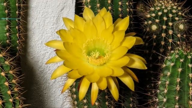 KE 20.1997.WH.2 смотреть онлайн