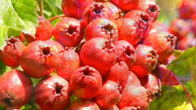 БОЯРЫШНИК ПОЛЬЗА И ВРЕД | можно ли есть боярышник? вред боярышника, польза боярышника смотреть онлайн