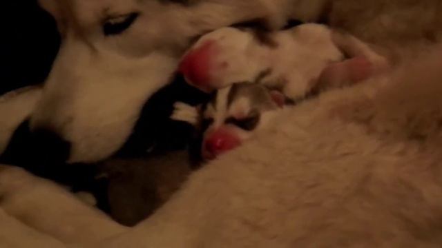 Однодневные щенки хаски с мамой смотреть онлайн