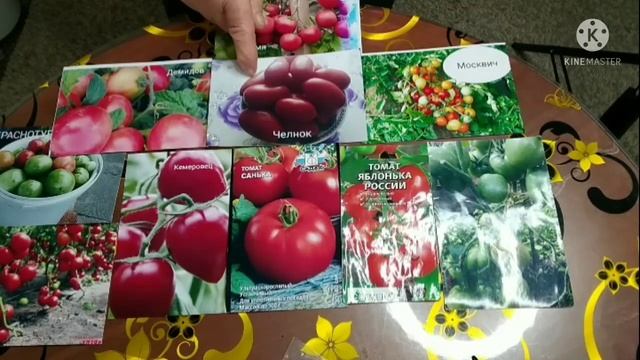 Безпроблемные сорта томатов для открытого грунта! Проверенные Сибирью! смотреть онлайн