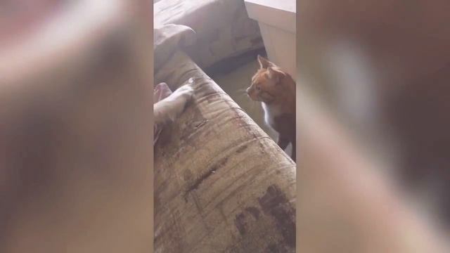 Кот бьет собаку.Приколы с животными смотреть онлайн