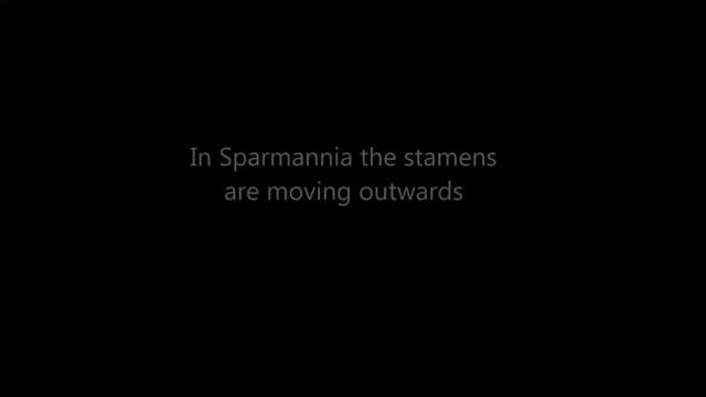 Amazing stamen movement in Mahonia and Sparmannia смотреть онлайн