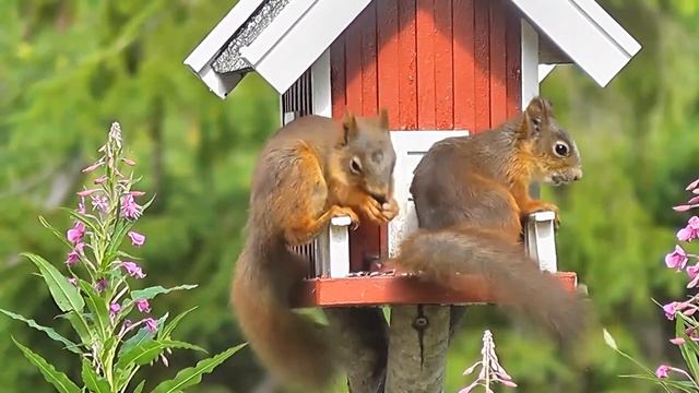 Белка|Какая бывает окраска шерстки у белок?|Squirrel|What is the color of the coat in squirrels? смотреть онлайн