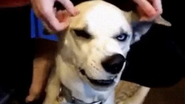 Кажется, мой пёс сломался смотреть онлайн