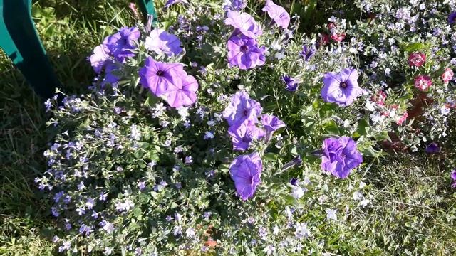 В КАКИХ ОБЪЕМАХ КАШПО РАСТУТ МОИ ЦВЕТЫ? смотреть онлайн