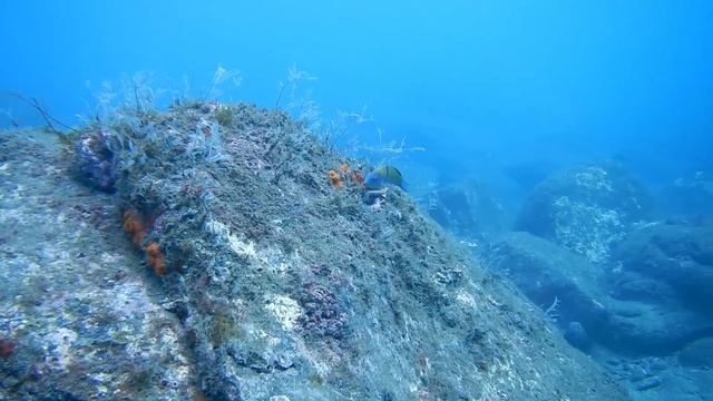 Nikon AW130 en plongée : test et astuces pour filmer смотреть онлайн