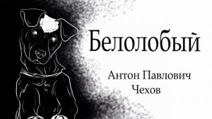 Белолобый (слушать)