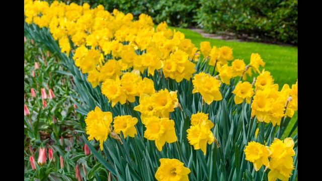 Swaying Daffodils