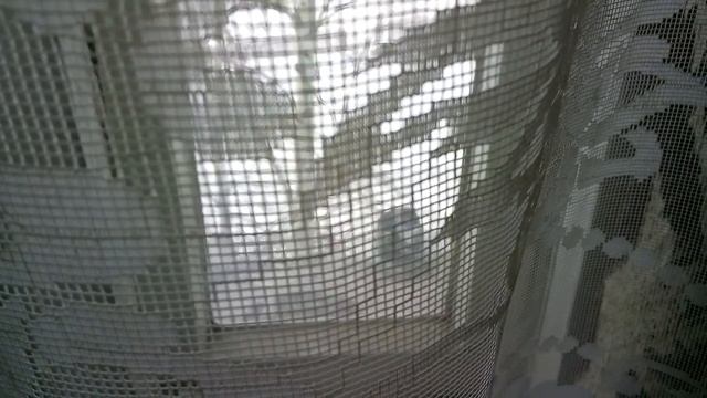Лесной гость у кормушки. смотреть онлайн