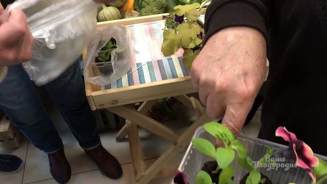 Мобильный садик. Цветы в контейнерах смотреть онлайн