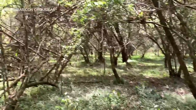 Buscando ORQUÍDEAS en el BOSQUE con mi PADRE. смотреть онлайн