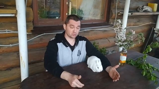 Будут ли дружить декоративные кролики, между собой, друг с другом смотреть онлайн