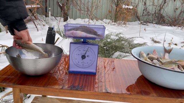 Ёрш-носарь Бирючок