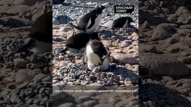 ? Кусаются ли пингвины? #shorts смотреть онлайн