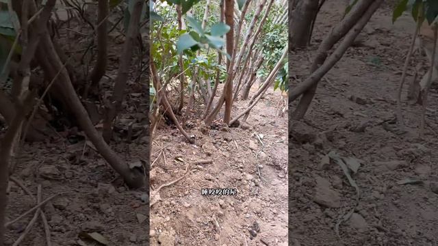 貓咪小院下雪，八條和咬咬都玩嗨了，一直刨雪是想要做什麼？ 【小鋒真喵啊】#貓小院 #貓咪小院的日常 смотреть онлайн